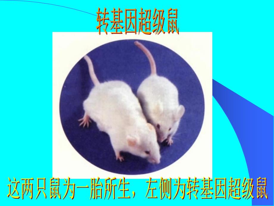 生物的遗传和变异复习课件_第5页