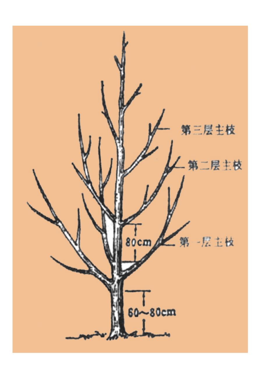 核桃丰产树形及其修剪管理方法.doc_第4页