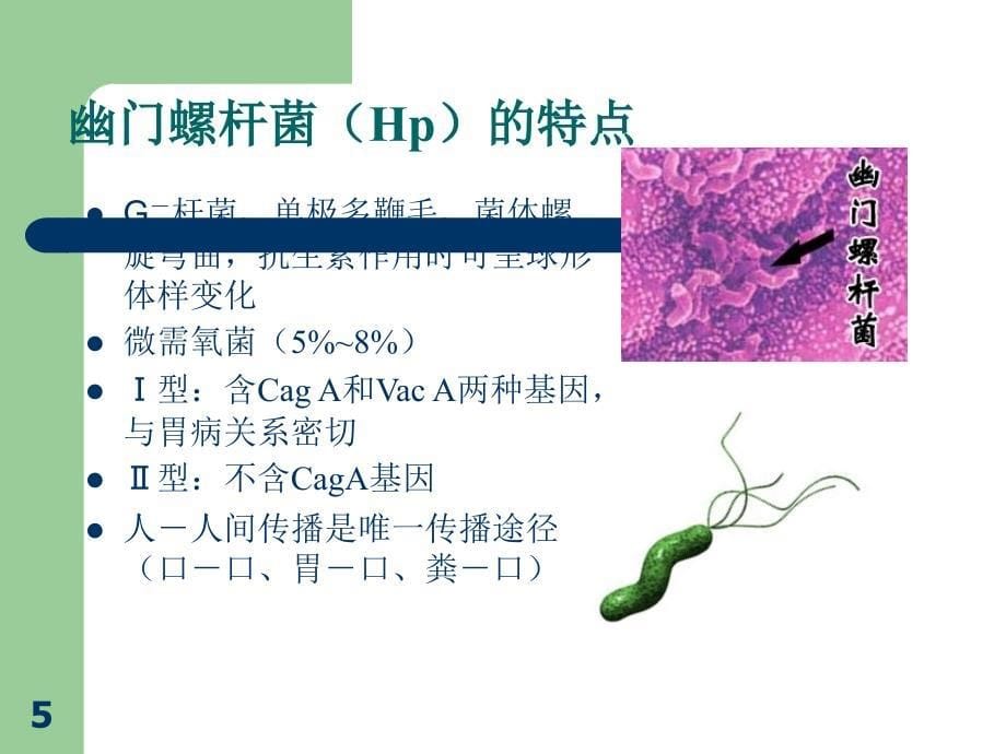 幽门螺杆菌PPT课件_第5页