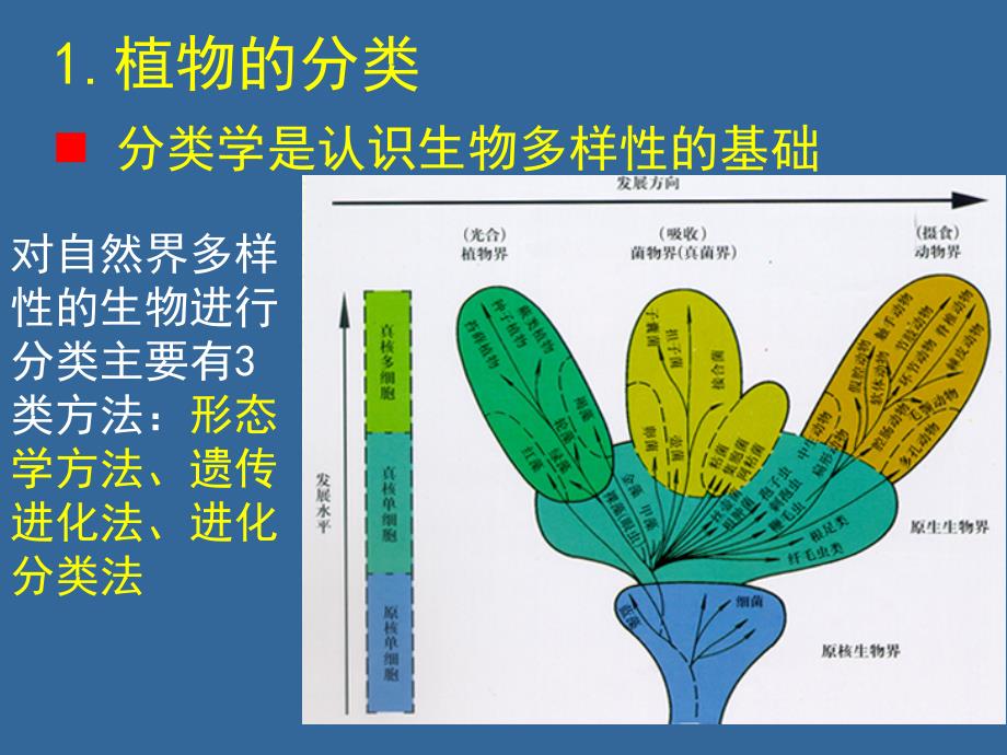 《植物分类及命名》PPT课件.ppt_第2页