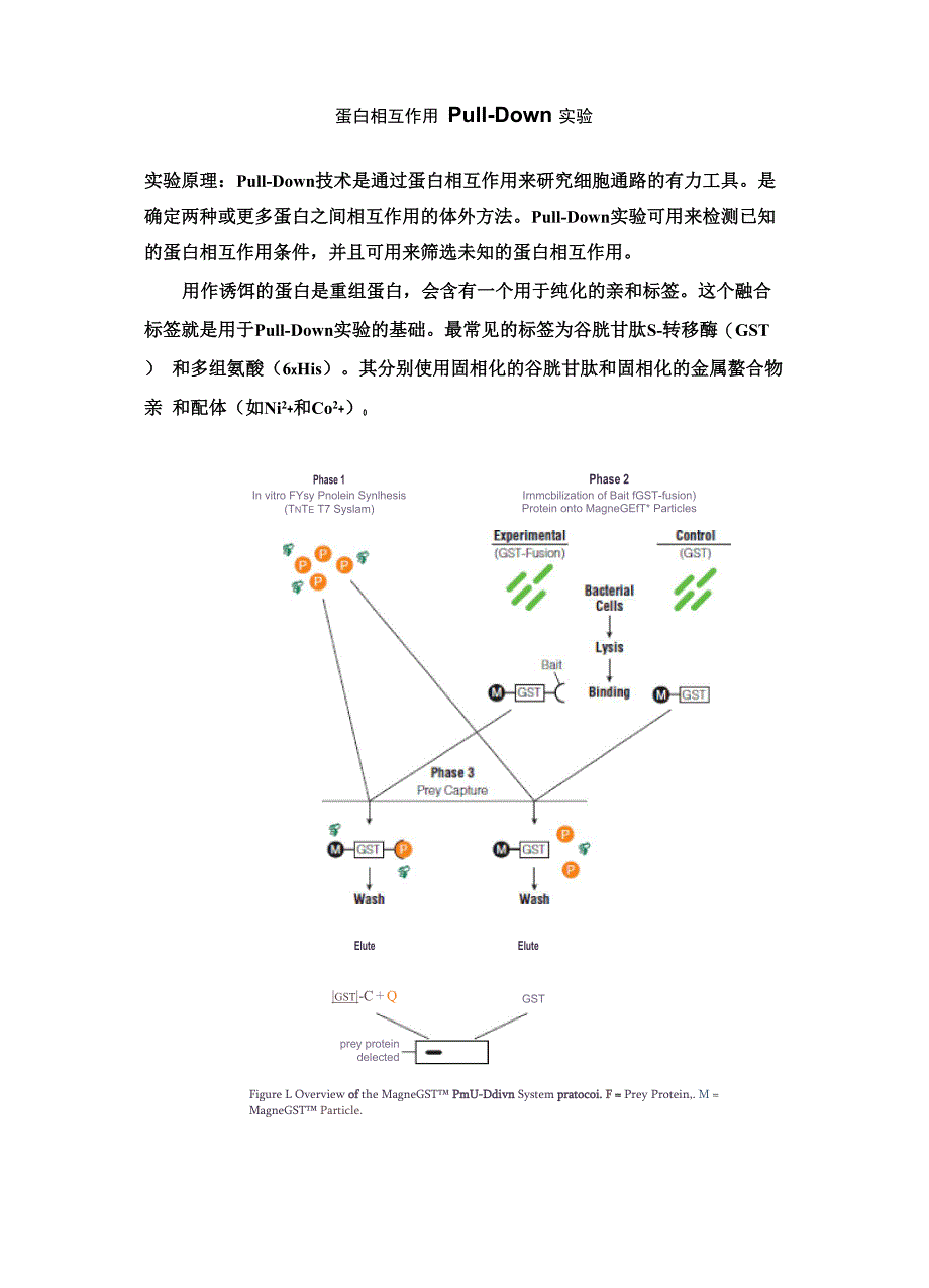 蛋白相互作用Pull_第2页