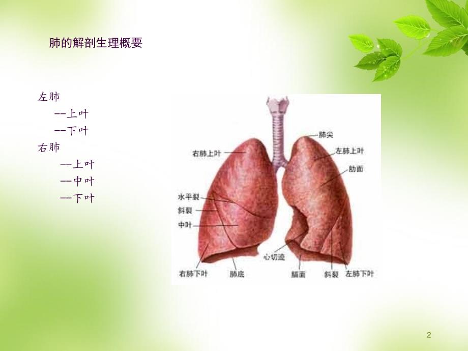 肺全切术后的护理ppt课件_第2页