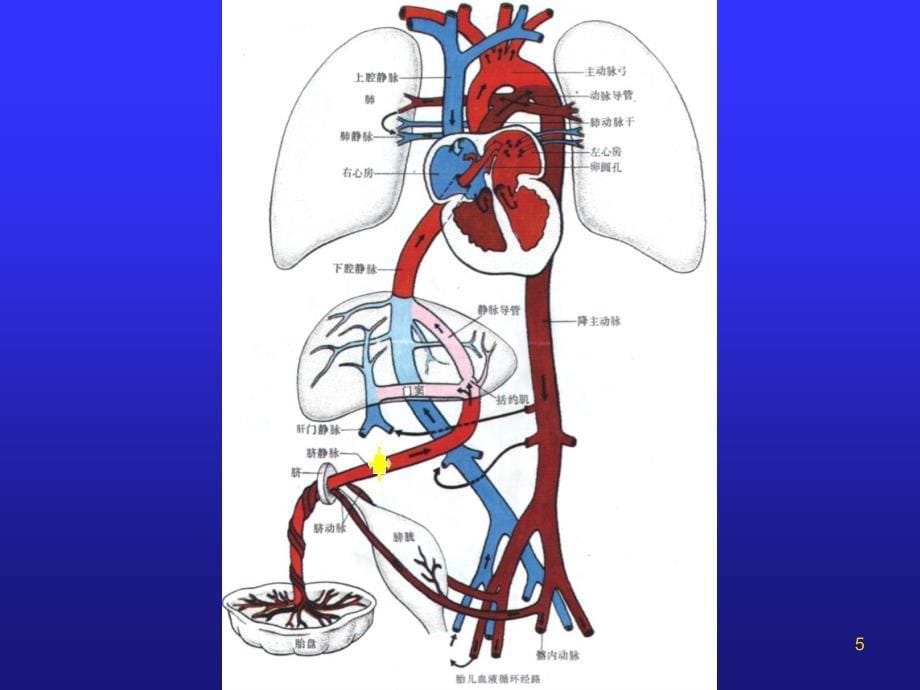 先天性心脏病优秀课堂PPT_第5页