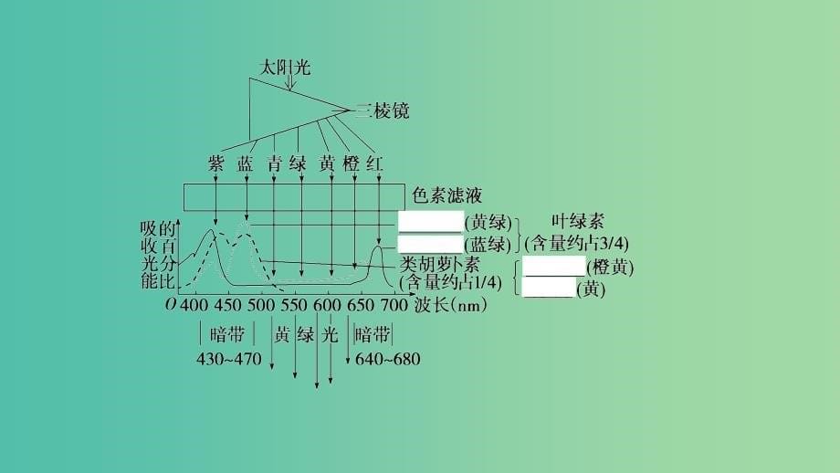 高考生物一轮复习第3单元光合作用和细胞呼吸第2讲光合作用课件苏教版.ppt_第5页