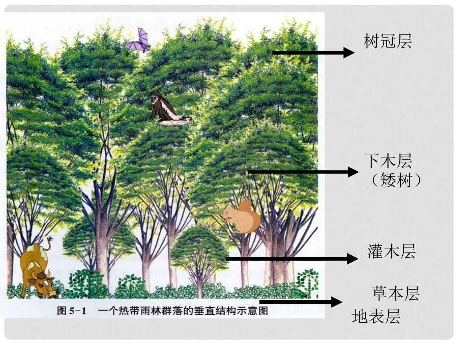 高中生物 5.2 植物生长型和群落结构PPT课件 浙科版必修3_第2页