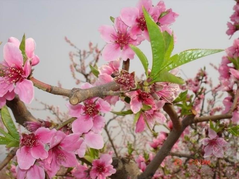 花儿朵朵（一）教学课件_第4页