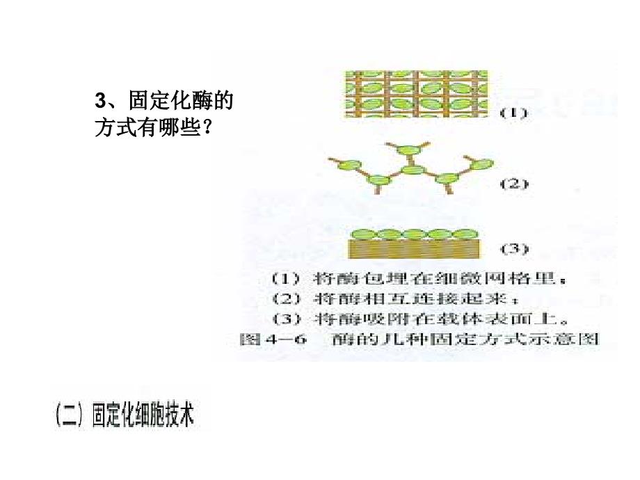 《酵母细胞的固定化》课件高_第4页