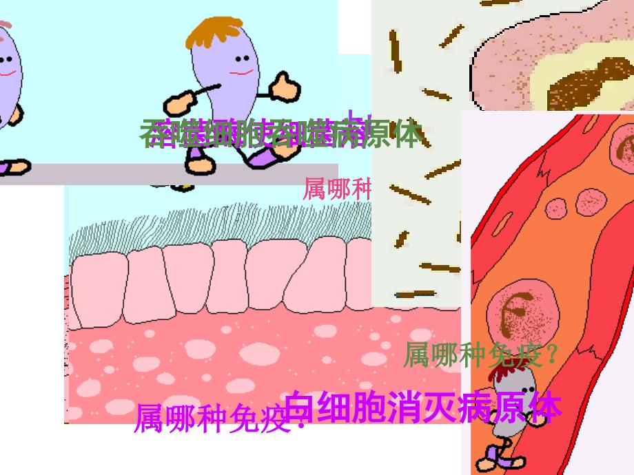 高中生物必修三免疫调节ppt课件_第4页