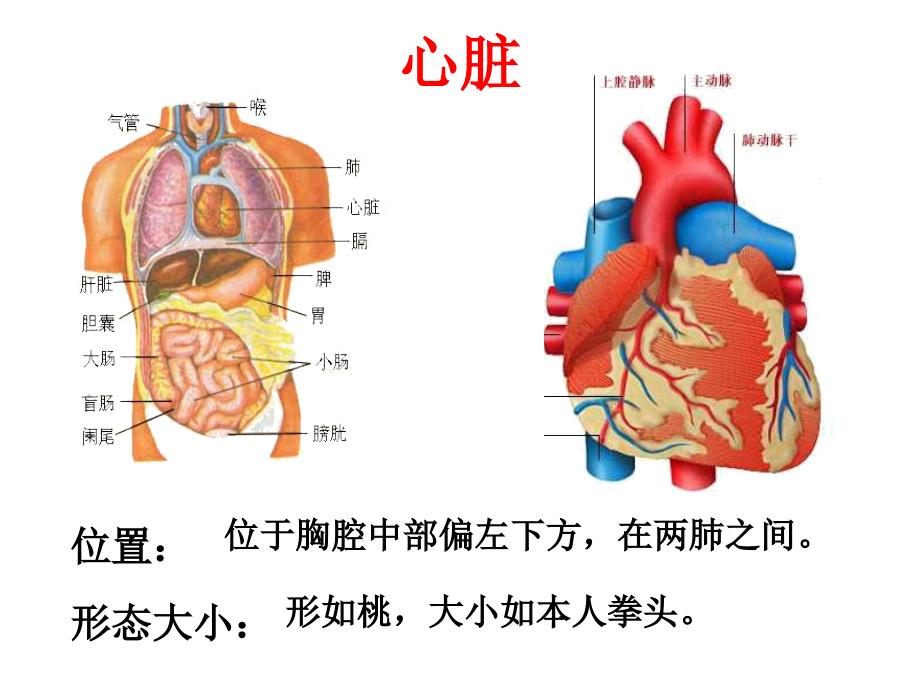 左心房——右心室——右心房课件_第4页