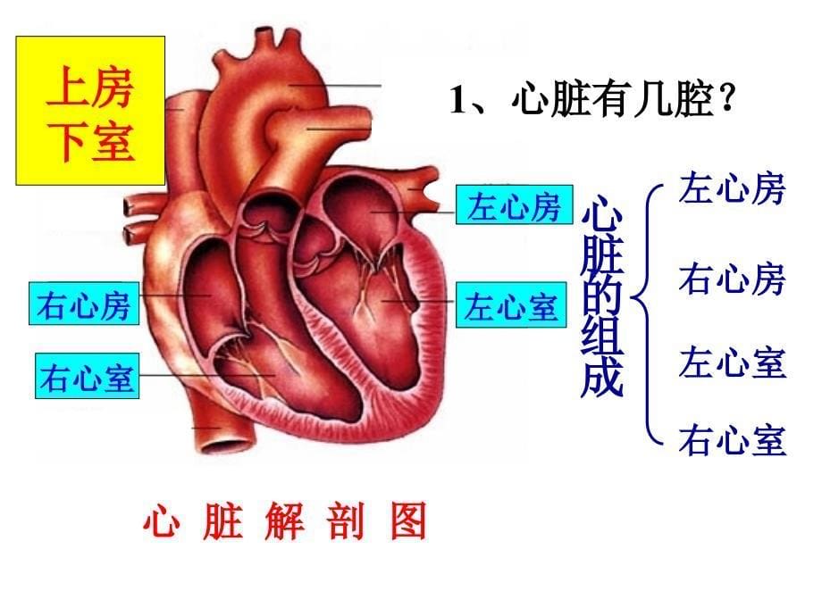 左心房——右心室——右心房课件_第5页