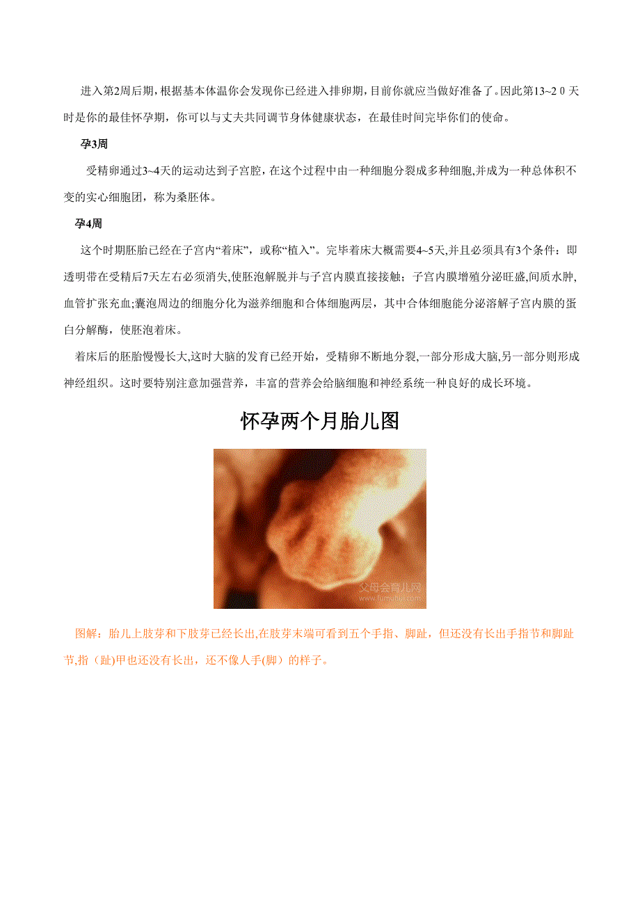 胎儿发育过程图(高清)_第3页