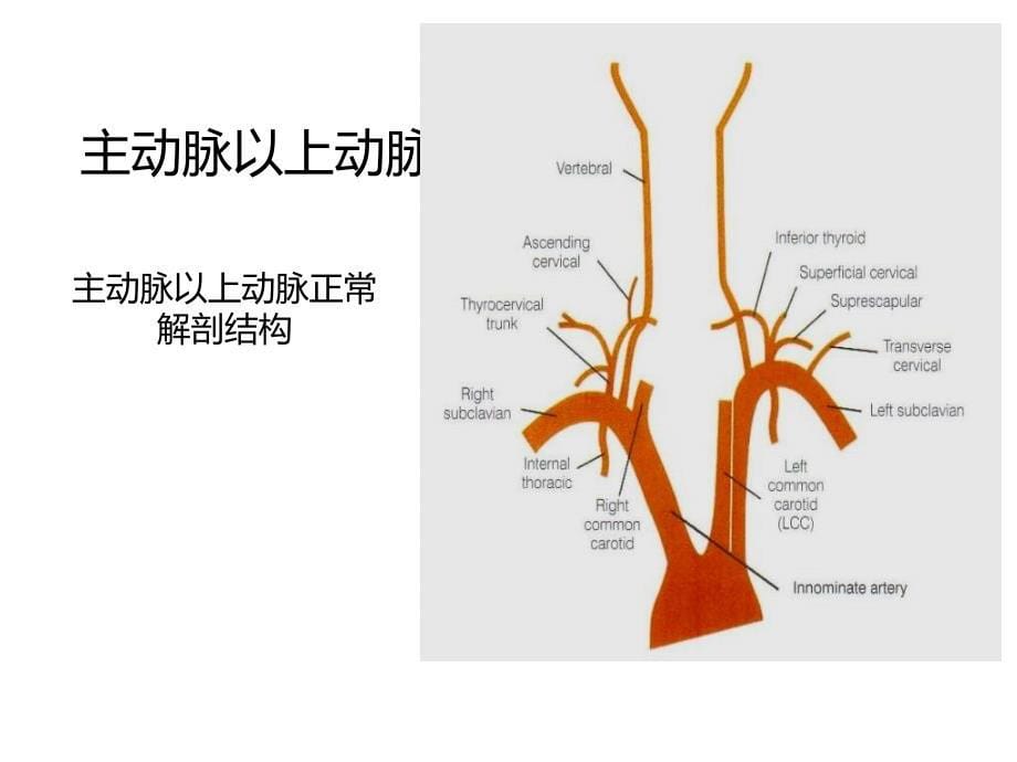 人体外周血管系统ppt参考课件_第5页