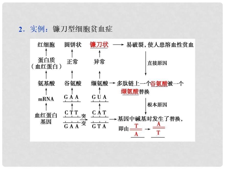 高考生物总复习 第7单元 第20讲 基因突变和基因重组课件_第5页