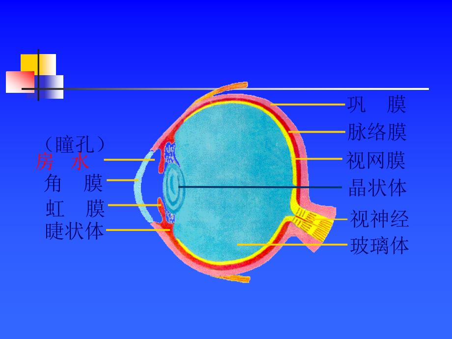 耳和听觉_第3页