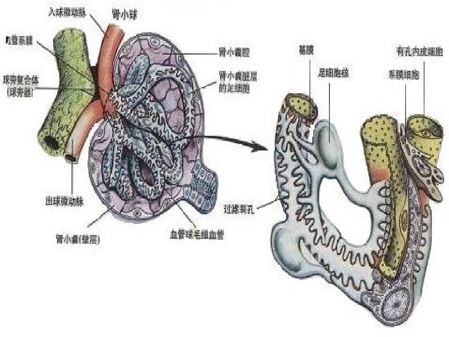 膜性肾病诊治相关问题_第4页