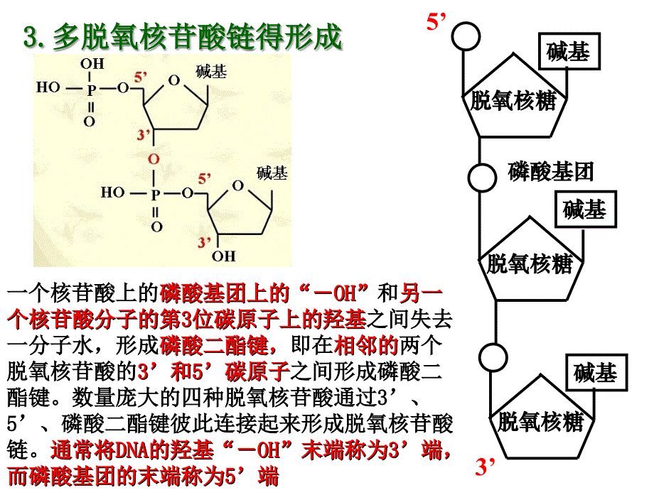 5.2多聚酶链式反应扩增DNA片段.ppt_第3页