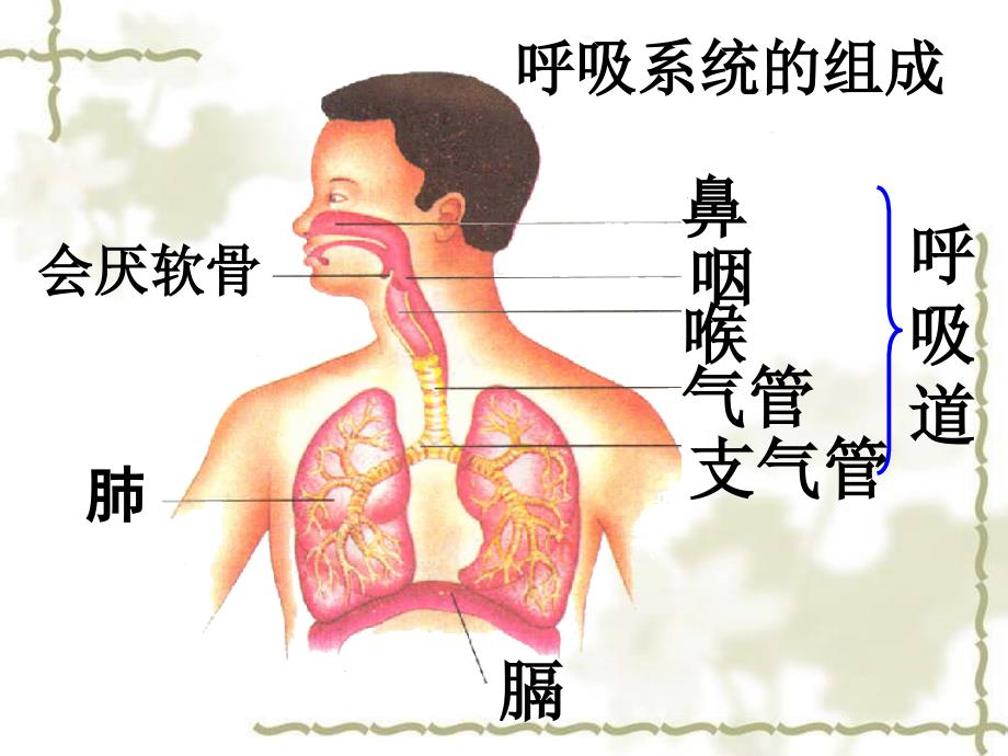 呼吸道对空气的处理_第4页