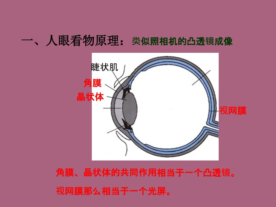 山东省泰安新泰市八年级物理上册5.4眼睛和眼镜ppt课件_第2页