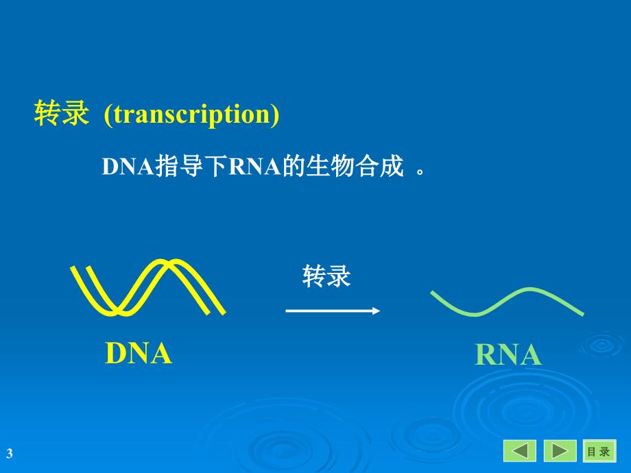 生物化学：第14章 RNA的生物合成_第3页