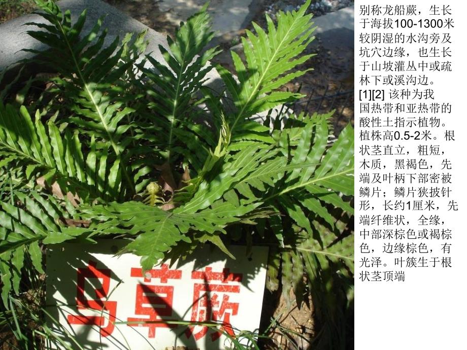 七中校园植物介绍_第2页