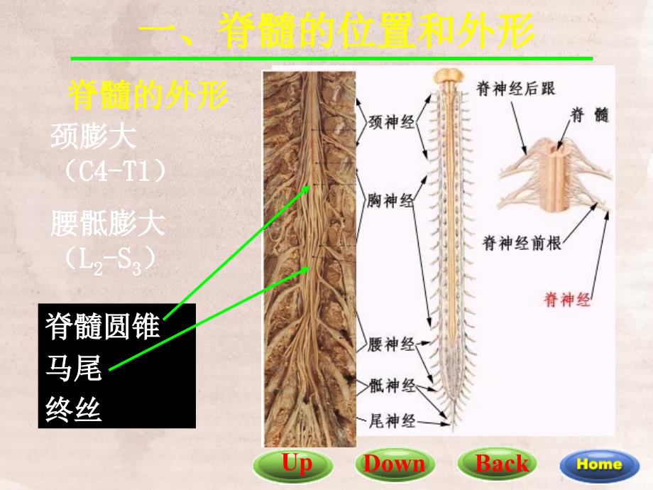 脊髓解剖与功能课件_第4页