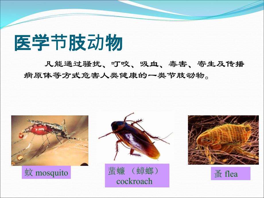 蚊类医学节肢动物的危害_第2页