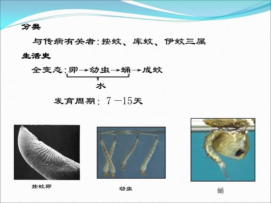 蚊类医学节肢动物的危害_第5页