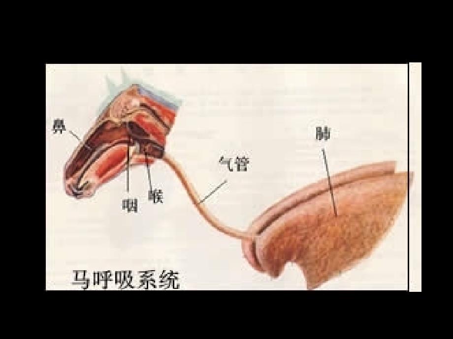 家畜解剖学教学课件样章医学_第2页