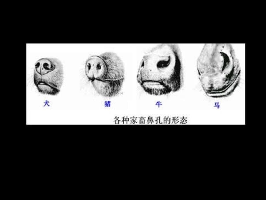 家畜解剖学教学课件样章医学_第5页