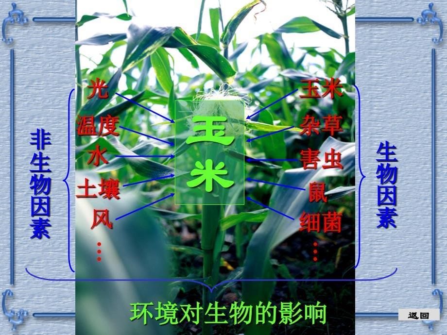 生物与环境的相互关系_第5页