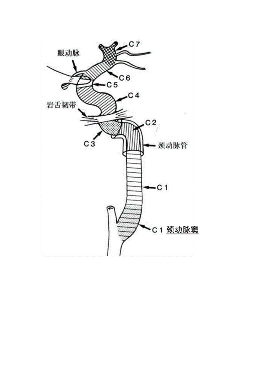 颈内动脉分段解剖_第2页