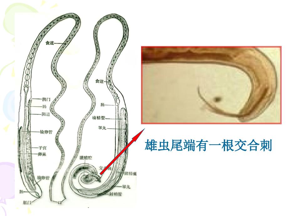 毛首鞭形线虫mondia课件_第4页