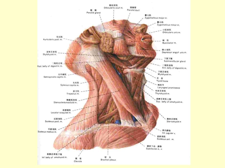 《颈部精细解剖》PPT课件_第3页