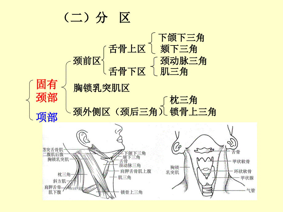 《颈部精细解剖》PPT课件_第4页