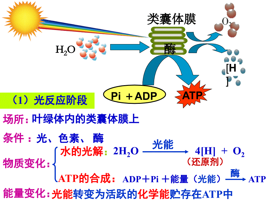 光合作用的过程_第3页