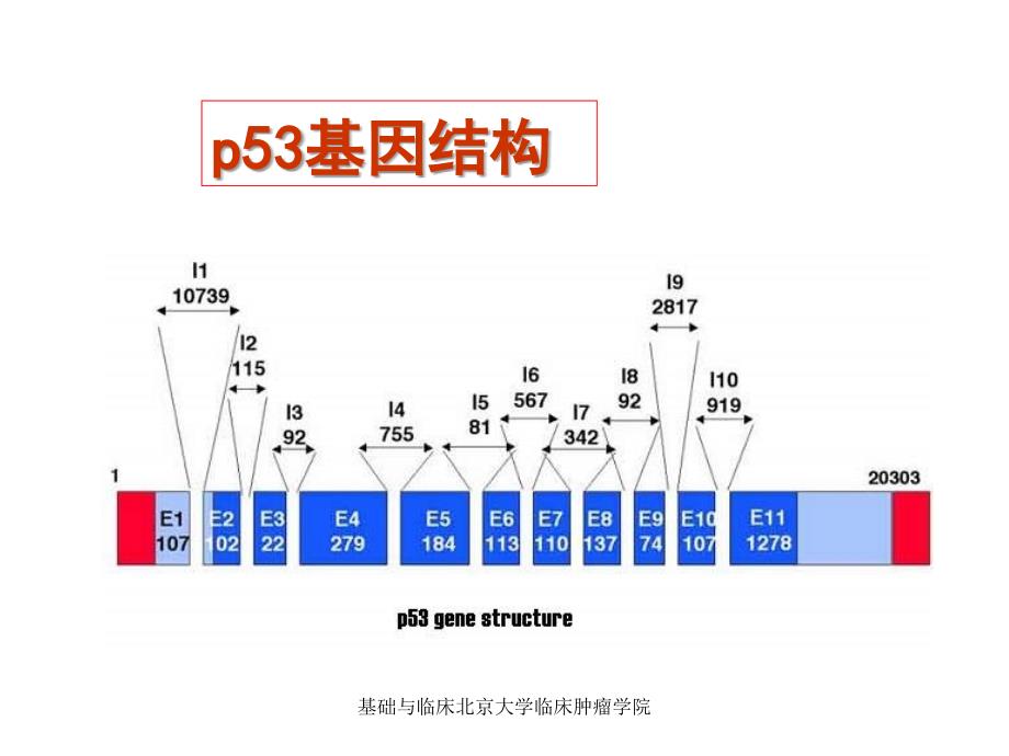 基础与临床北京大学临床肿瘤学院课件_第4页