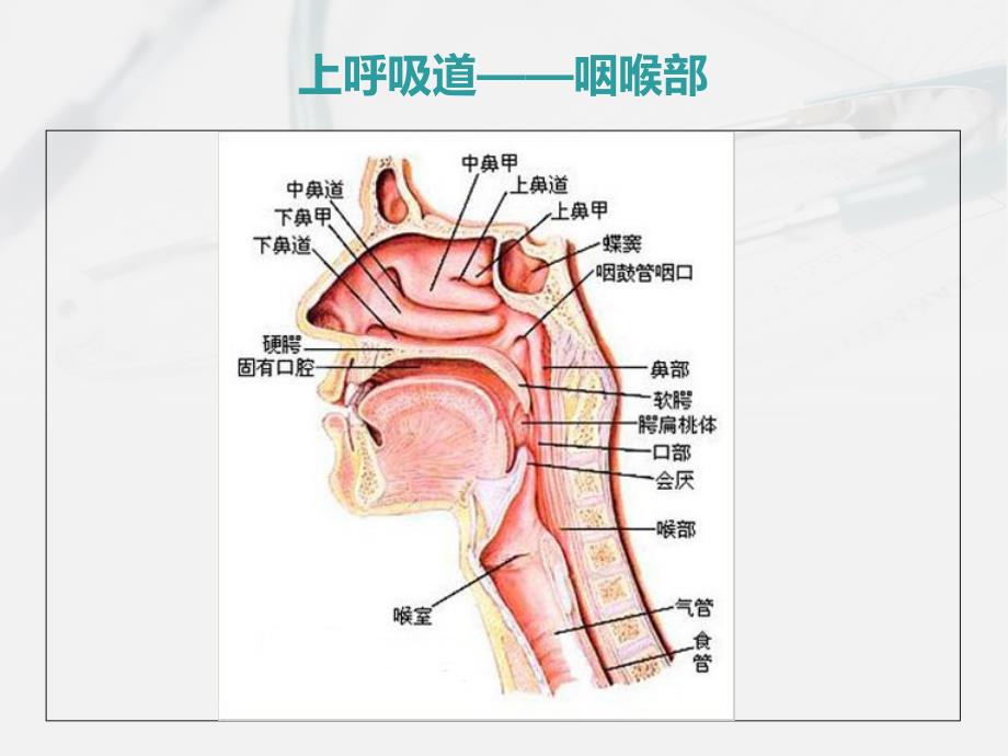 《肺部的病理生理》PPT课件_第2页