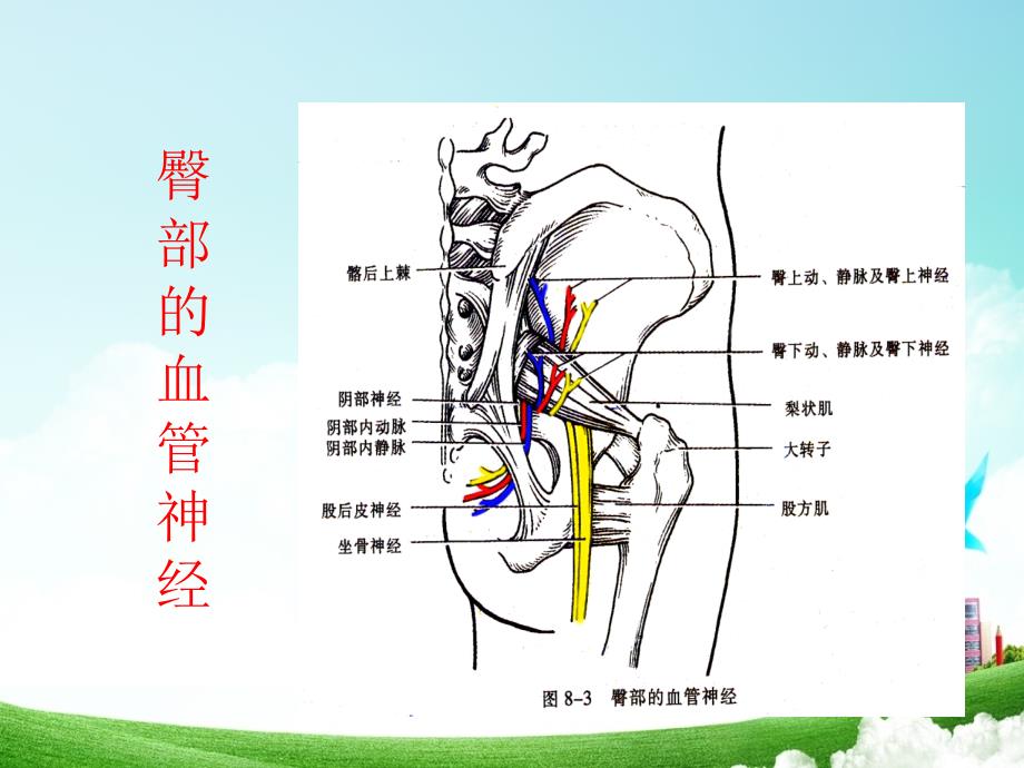 体表定位学之腰臀部_第4页