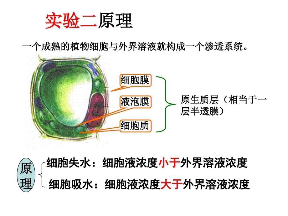 高二生物会考实验复习_第5页