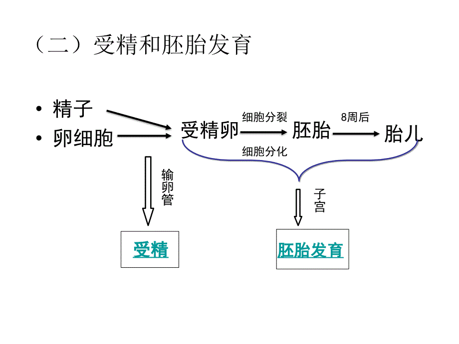 二、人的有性生殖第4课时(7月24日_第2页