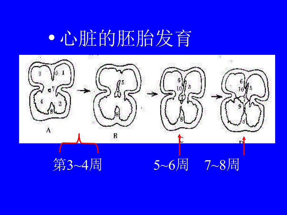 《先心药本》PPT课件_第3页