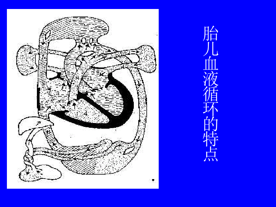 《先心药本》PPT课件_第4页