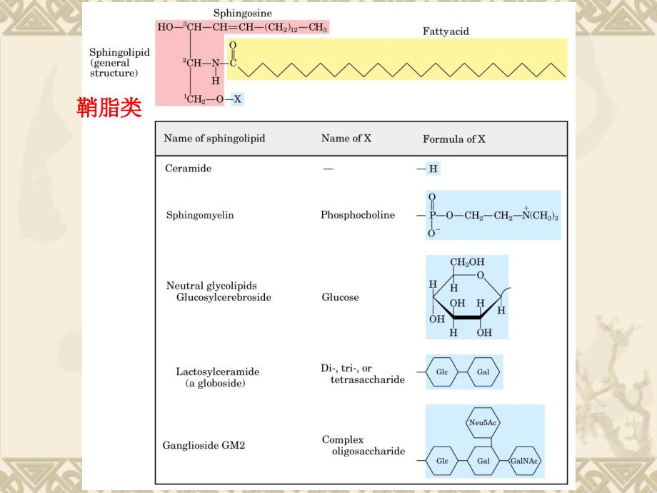 脂类和生物膜课件_第4页