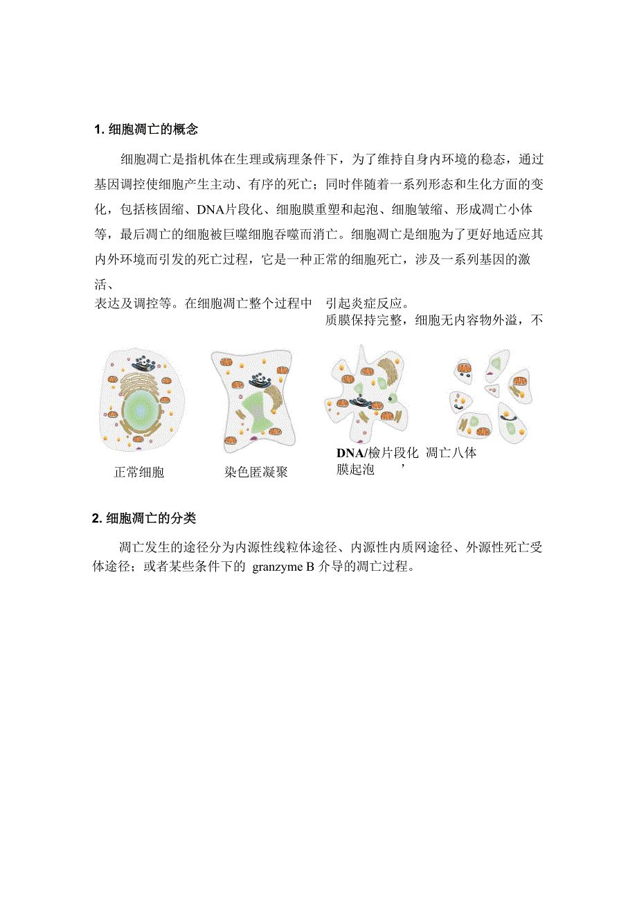 线粒体主导的细胞凋亡((1)_第2页