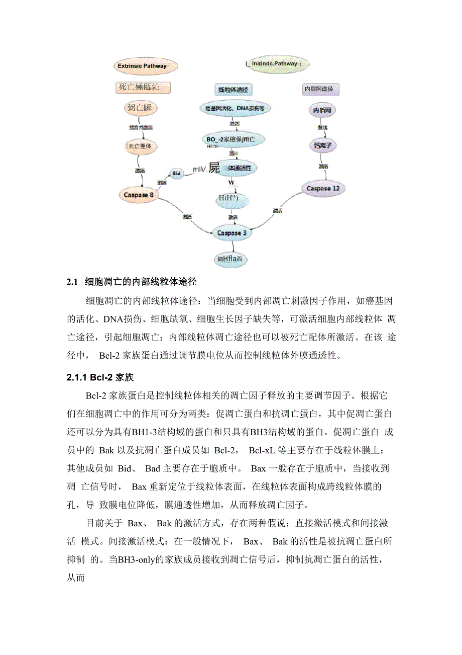 线粒体主导的细胞凋亡((1)_第3页