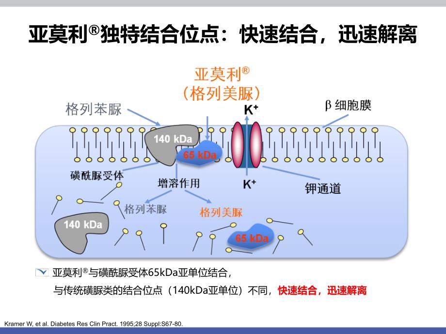 格列美脲增敏机制_第3页