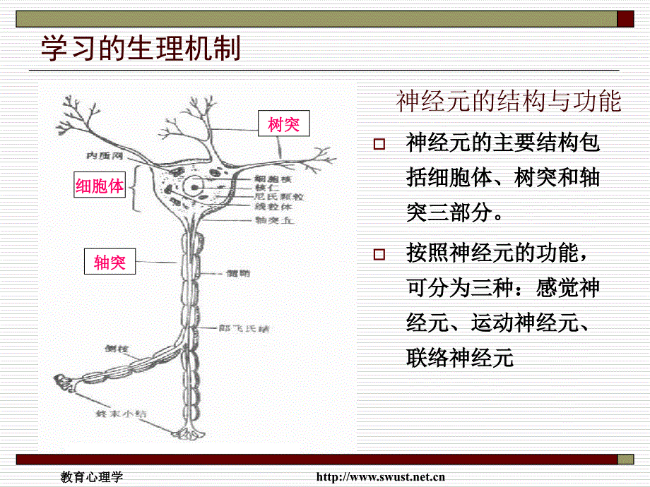 第二节学习的生理机制_第3页