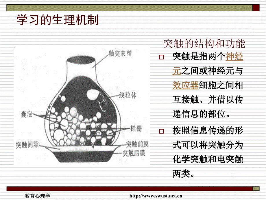 第二节学习的生理机制_第4页