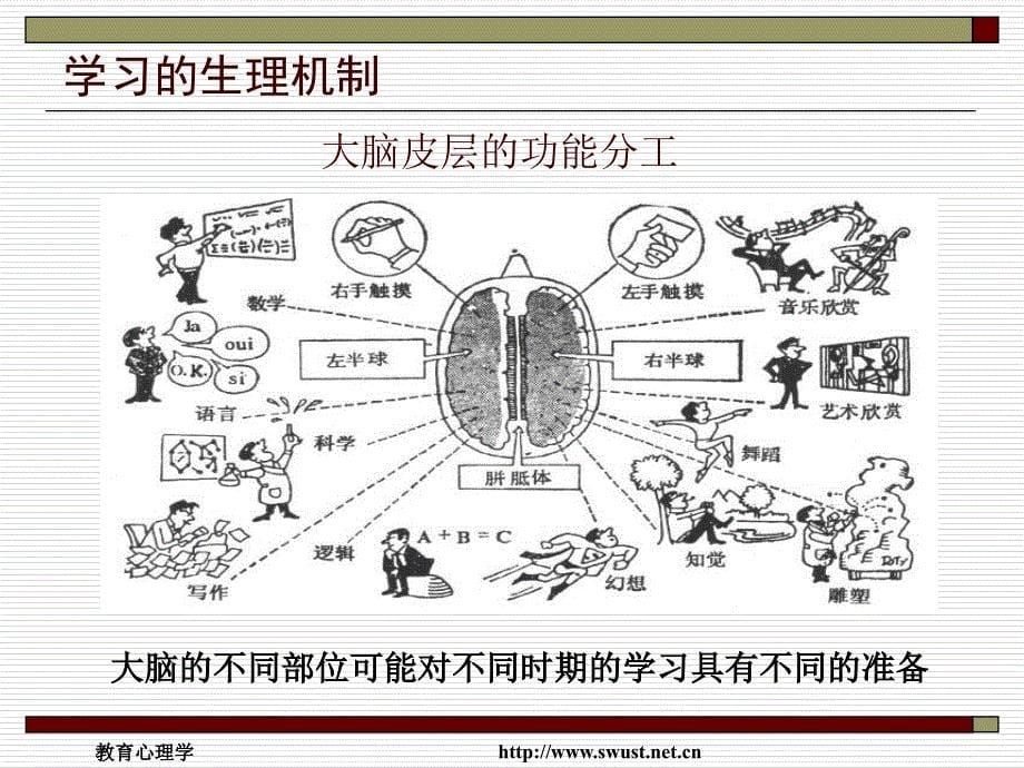 第二节学习的生理机制_第5页