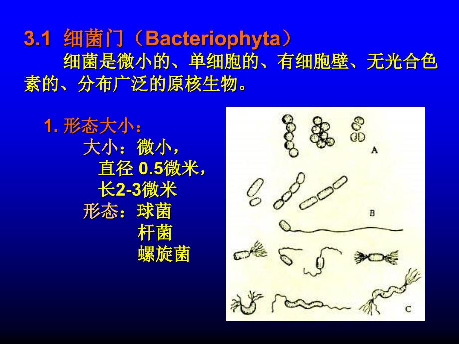 植物学课件：第3章 原核生物（prokaryote）_第4页